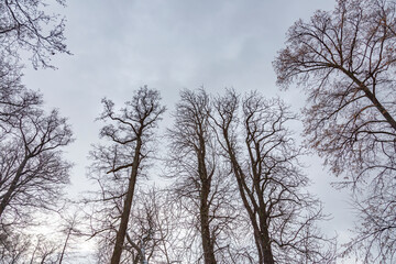 Perennial tree with frozen bark and branches in a winter city park