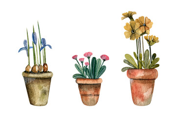 Watercolor set. Spring flowers in pots. Irises, primrose, daisies.Isolated on a white background. Design for cards, prints, stickers, scrapbooking, posters. 