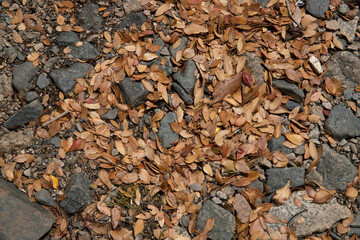 Leafs