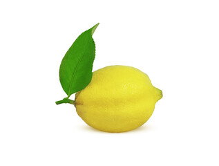 ripe lemon on a branch on a white background