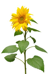 Fototapeta premium Sunflower isolated on white background. Sun symbol. Flowers yellow, agriculture. Seeds and oil. Flat lay, top view. Bio. Eco. Creative