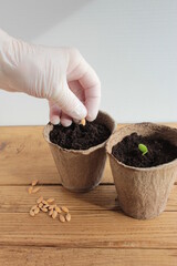 A gloved hand plants cucumber seeds in a peat pot.