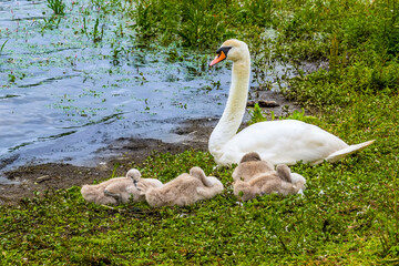 A mother swan keeps a watchful eye on her young cygnets on the banks of Raventhorpe Water, Northamptonshire, UK