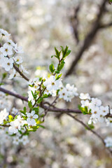 flowering trees, spring, park, flowering fruit trees