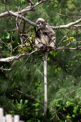 Monkey hanging on the tree in the forest