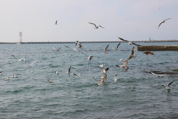 Fototapeta na wymiar many gulls fly over the sea