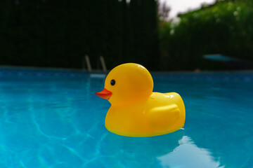 Close up of a yellow rubber ducky afloat in a backyard swimming pool on a sunny day