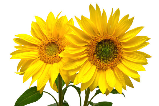 Two sunflowers in bouquet isolated on white background. Sun symbol. Flowers yellow, agriculture. Seeds and oil. Flat lay, top view. Bio. Eco. Creative