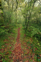 Narrow path of red leaves in a beautiful forest in the area of Galicia, Spain.