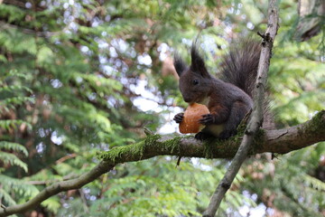 squirrel sitting on a tree branch and eating bread, close-up