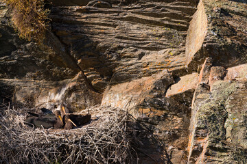 CIGÜEÑA NEGRA (Ciconia nigra). Black Stork