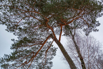 Perennial tree with frozen bark and branches in a winter city park