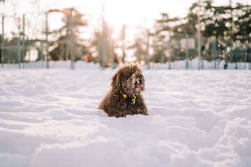 A beautiful Spanish water dog lying down on the snow in a sunny day. It is looking at something in...