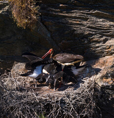 CIGÜEÑA NEGRA (Ciconia nigra). Black Stork