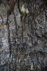 Naklejka premium Texture