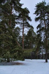 Pine forest on a winter day against the backdrop of a pale blue sky. Winter natural landscape. Bright green spreading pines in a snowy meadow. Fluffy pine branches.
