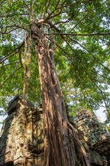 Cambodia, an abandoned city in the jungle of Angkor Wat.