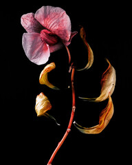 dried petals of different flowers and colors are collected in one flower