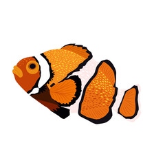 Clownfish orange bright sea dweller in scandinavian style, hand drawn