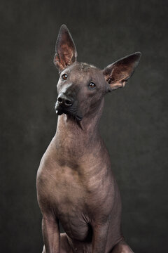 Mexican Hairless Dog