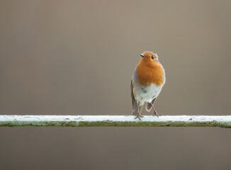 close up of a robin red breast perched on a metal railing