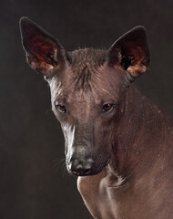 Portrait of  Xoloitzcuintli Dog
