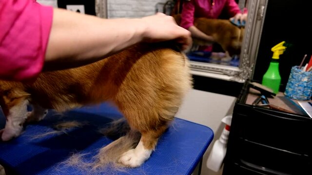 groomer girl combs shedding wool cardigan welsh corgi indoors