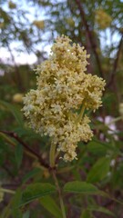 flowers in the garden