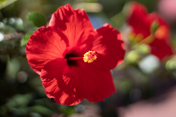 red hibiscus flower