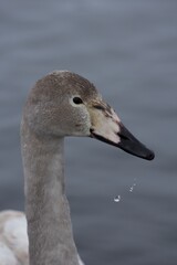 close up of a swan with the drops of water