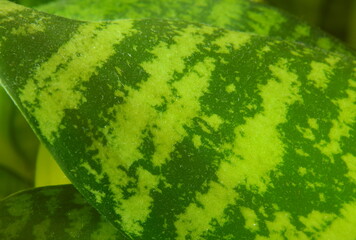 green leaf background