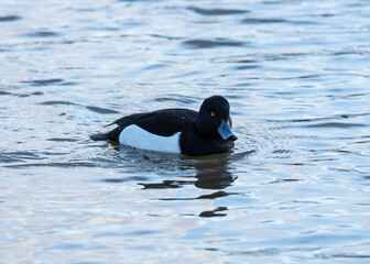 A male Tufted Duck swimming on water.