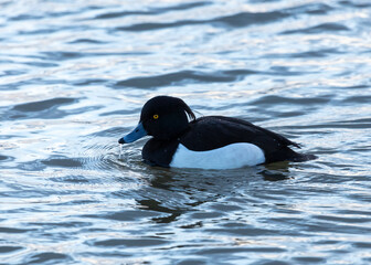 A male Tufted Duck swimming on water.