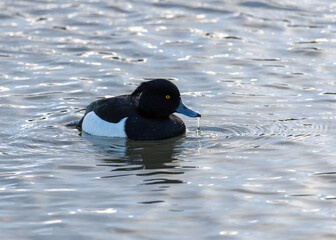 A male Tufted Duck swimming on water.