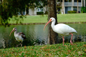 white ibis in the park with her friend