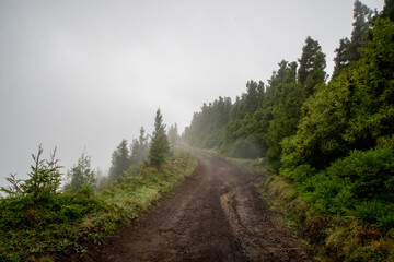 Foggy Path or Trail in a forest landscape on the azore islands portugal