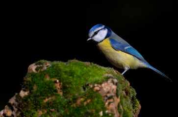 Little bird. Black nature background. Eurasian Blue Tit. Cyanistes caeruleus