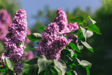 Fototapeta na wymiar Beautiful branches of blossoming lilac in a spring garden.