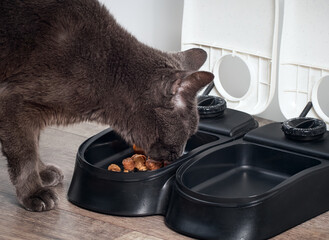 Brown cat eats from the automatic feeder