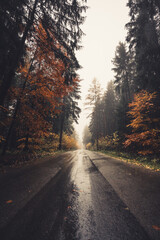 Forest road in the rain