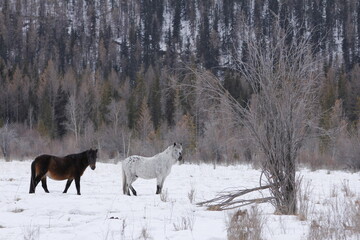 Fototapeta premium Couple of horses in winter time in the mountains with the trees in the background