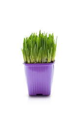 Spring green grass in a purple pot. Potted sprouts isolated on a white background.