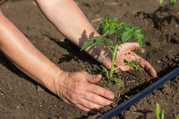 Young tomato seedlings in the garden. Close-up of farmer&rsquo;s hands planting a green sprout into the ground. Seasonal planting of seedlings of vegetable crops.