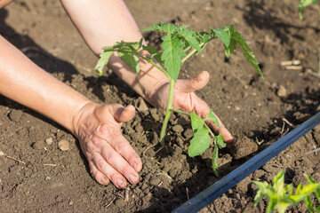 Young tomato seedlings in the garden. Close-up of farmer’s hands planting a green sprout into the ground. Seasonal planting of seedlings of vegetable crops.