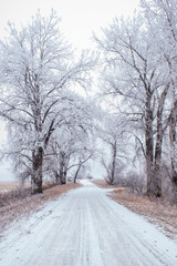 Fototapeta premium road in winter