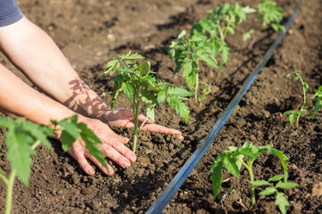 Planting young tomato seedlings in the garden. Close-up of young hands of a farmer with a green sprout in the garden bed. Seasonal planting of seedlings of vegetable crops.