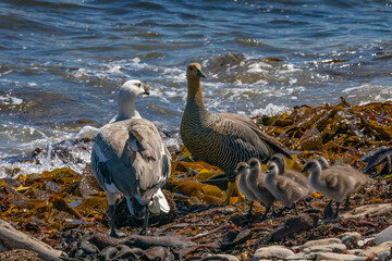 The Upland Goose or Magellan Goose (Chloephaga picta)