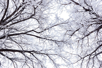 branches against the sky