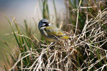 The Black-throated Finch (Melanodera melanodera)