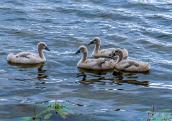 A group of young cygnets on Raventhorpe Water, Northamptonshire, UK